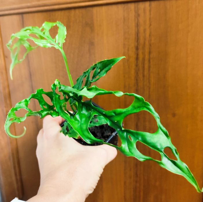 Monstera obliqua Peru