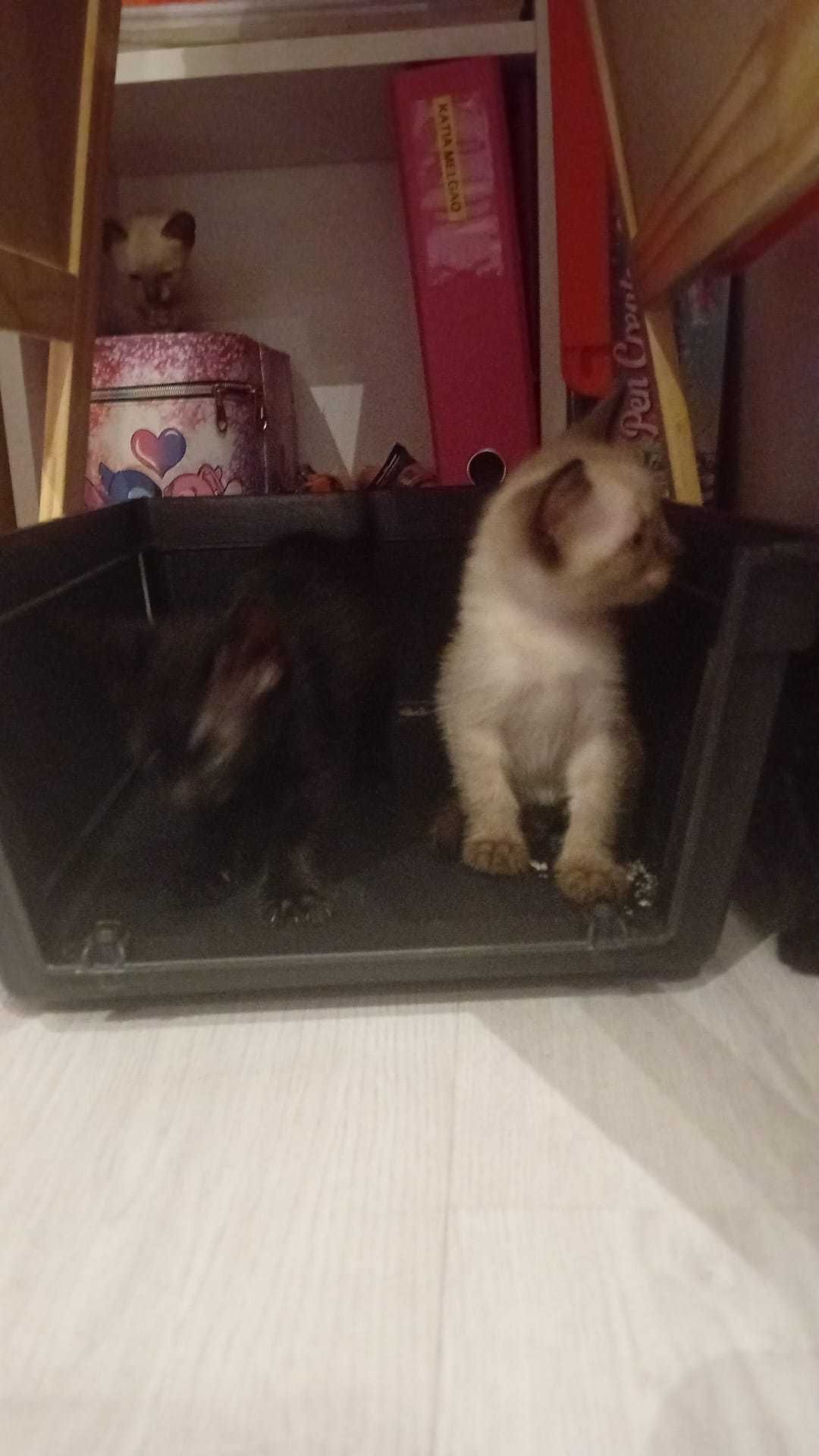 Dão-se gatinhos 6 semanas