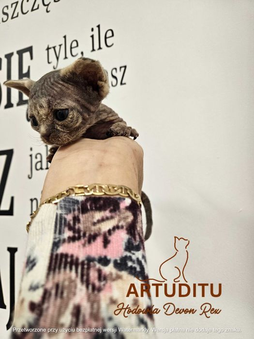 ORIANA Artuditu Devon Rex WCF