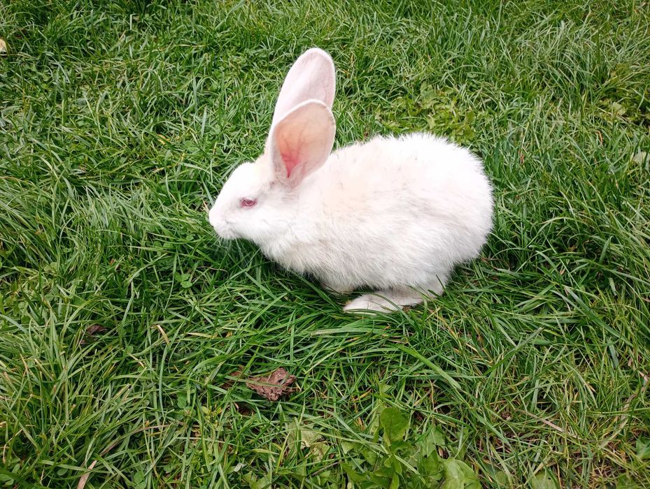 Króle króliki samce samice