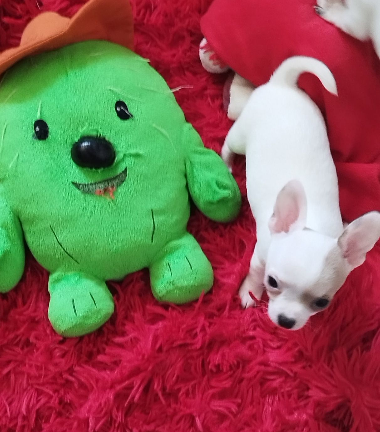 Chihuahua miniaturowa sunia