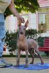 Cão Sem Pelo do Mexico (Standart)