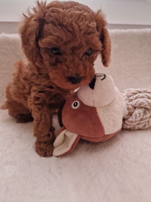 Cudowny malutki pudel toy piesek