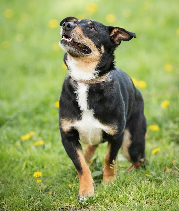 Młody, mały, samotny Oreo do adopcji