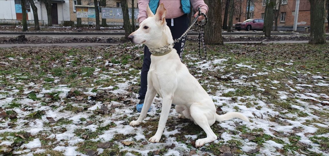 Отдадим песика в добрые руки (с международными документами)