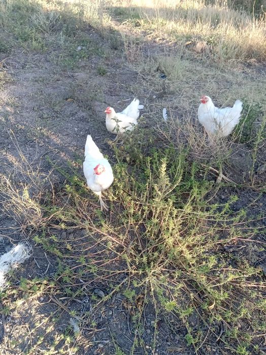 Vendo ovos galados de galinha branca portuguesa