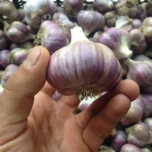 часник 2025 року урожайності