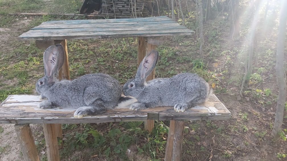 Кролики Європейська Шиншила 3,4м