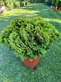 THUJA Żywotnik zachodni MIRJAM 40-60 cm BRYŁA