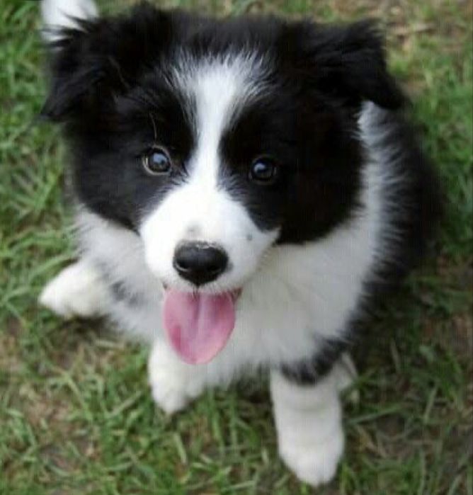 Border Collie czarno bialy/badania gen/ gotowy do odbioru
