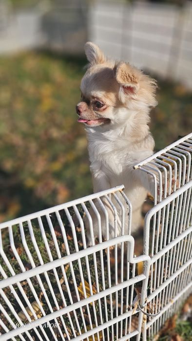 Справжній принц -красотун!