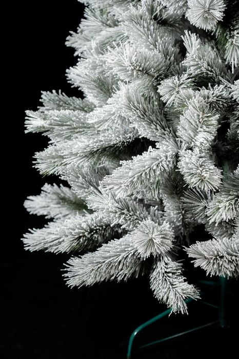 Сосна канадська засніженна 1,5