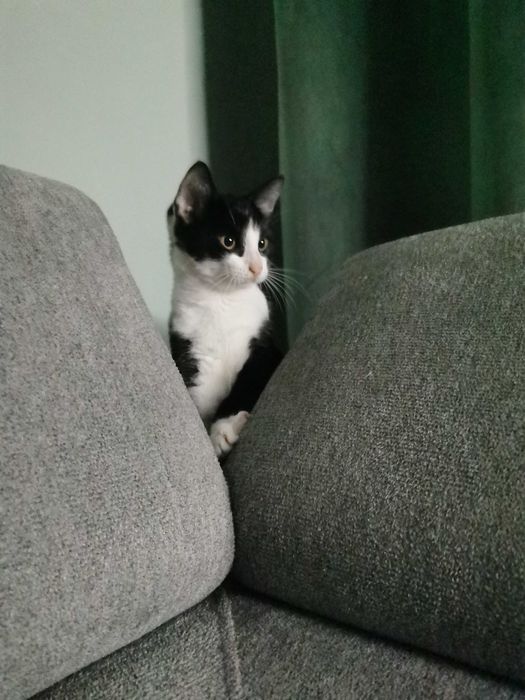 Oddam za darmo kocurka Zdzisia