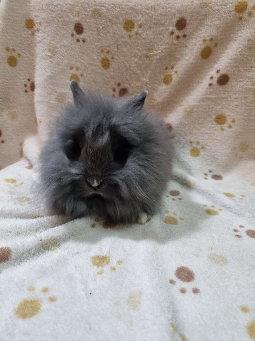 Króliki karzełki lewki, baranki , angora