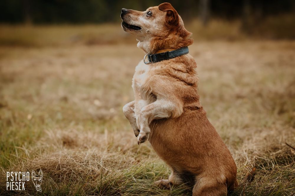 Wesoły, kochany Pakerek prosi o kochający domek