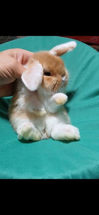 Висловухий кролик, декоративний кролик.