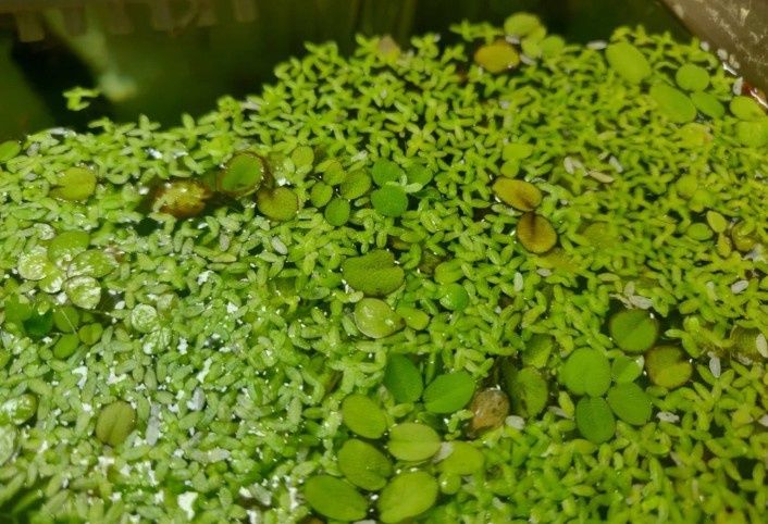 Salvinia e duckweed Plantas flutuantes aquário