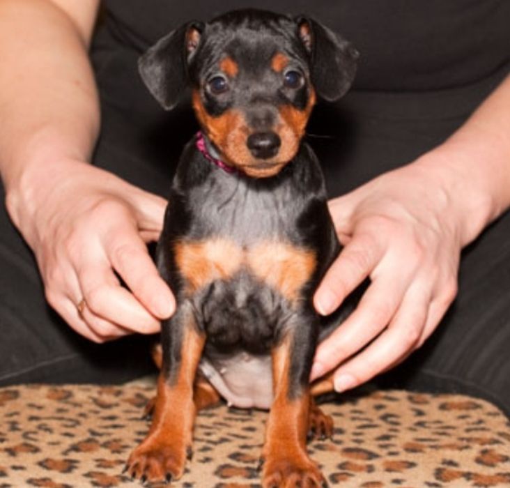 Дівчинка парникового пінчера ( цвергпінчер )