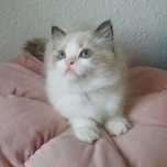 Kotka Ragdoll Seal Bicolour * Rodowód Profesjonalna hodowla