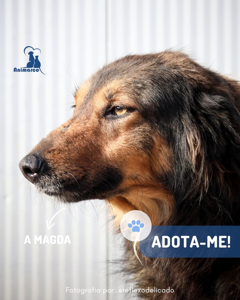 Magda cadela medio - grande para adoção