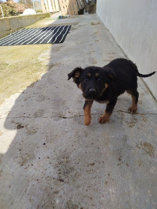 Procura-se Famílias Amorosas! Adoção Responsável de Filhotes