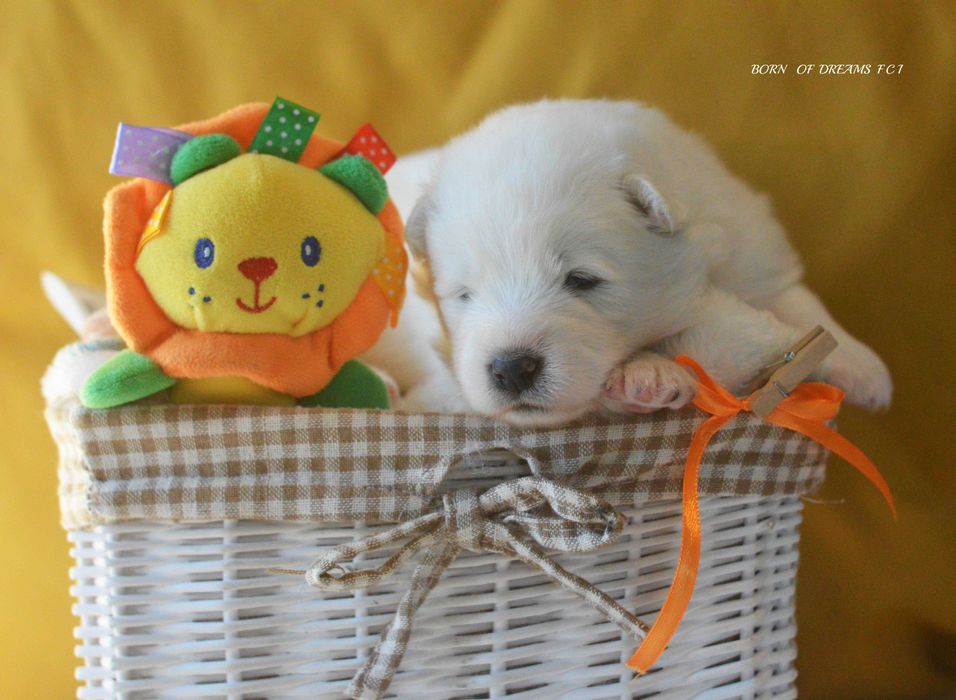 Samoyed/Samojed ZKwP FCI.  Odbior Listopad - suczka