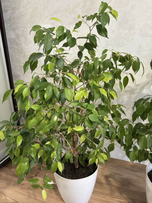 Фикус Бенджамина