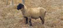 Borrego Suffolk puro
