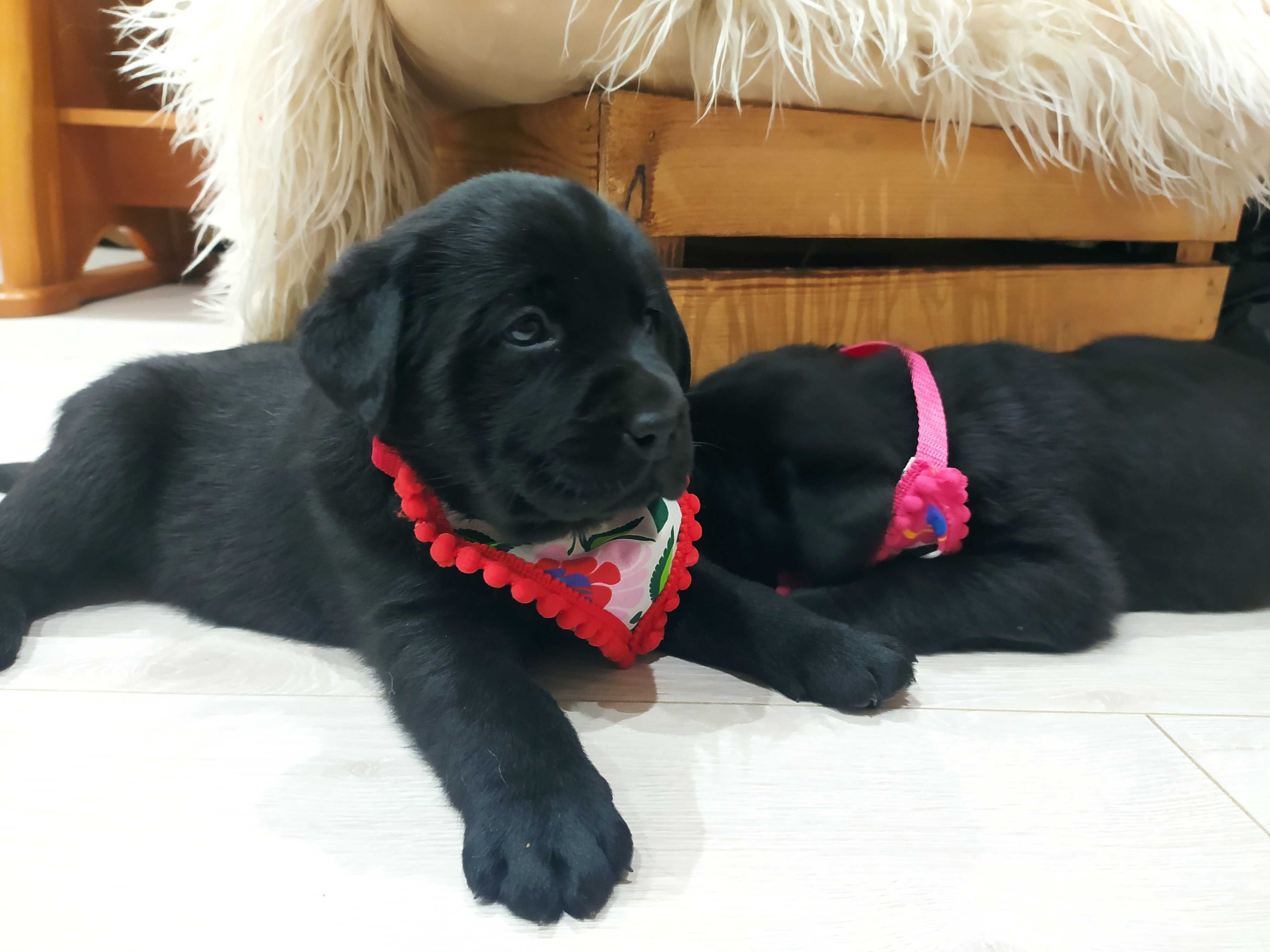 Labrador  czarna suczka