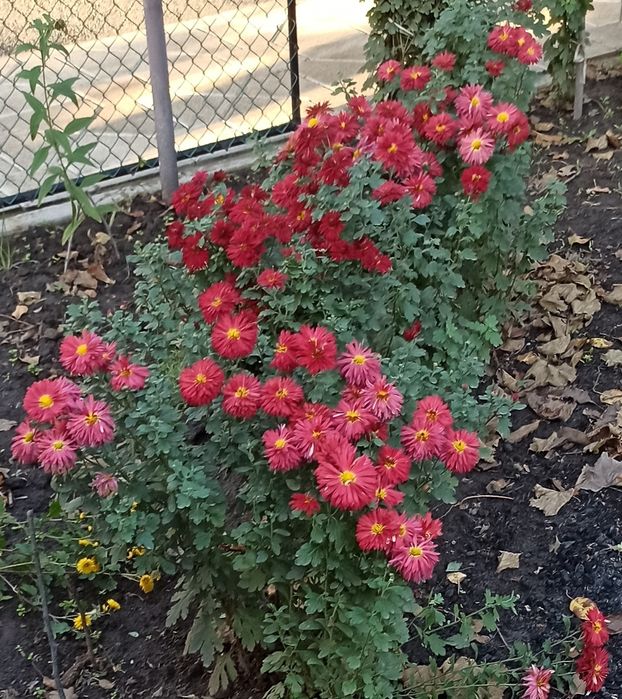 Хризантема  бордюрна корейка