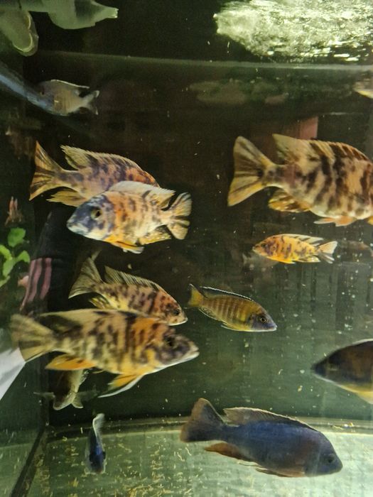 Pyszczaki Aulonacara Calico