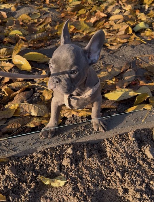 Французький бульдог