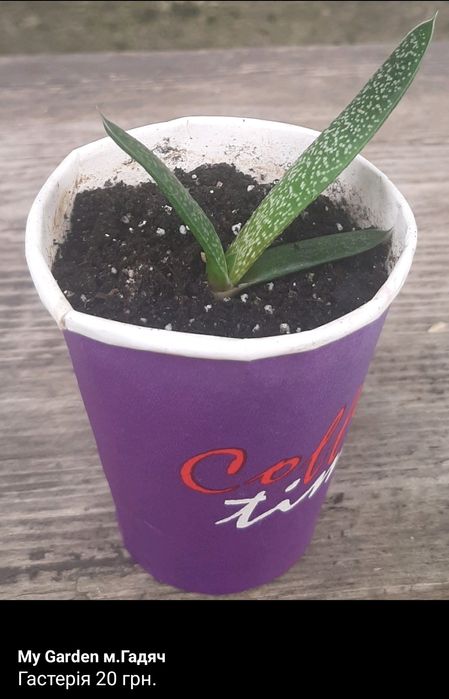 Сукуленти, ехеверія,гастерія,кактус