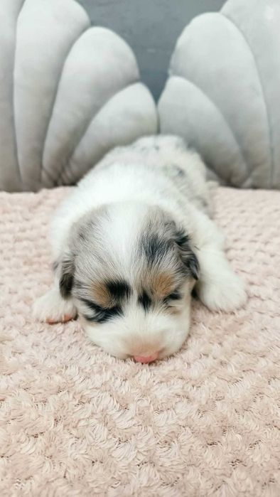 Owczarek Australijski - Sunia niebieskooka – Blue Merle- rezerwacja.
