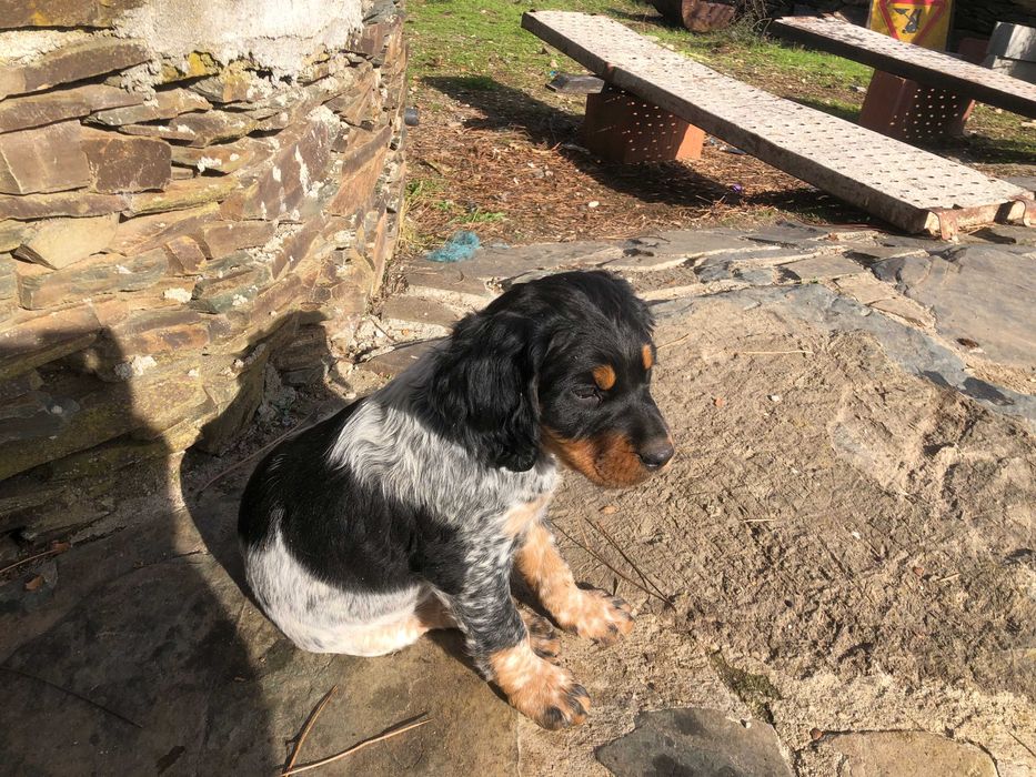 Epagneul Breton tricolor com 2 meses