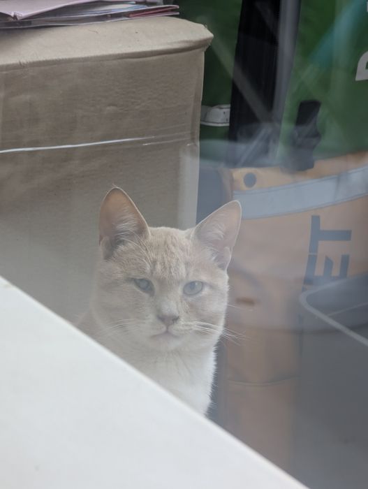 Отдам котика в хорошие руки