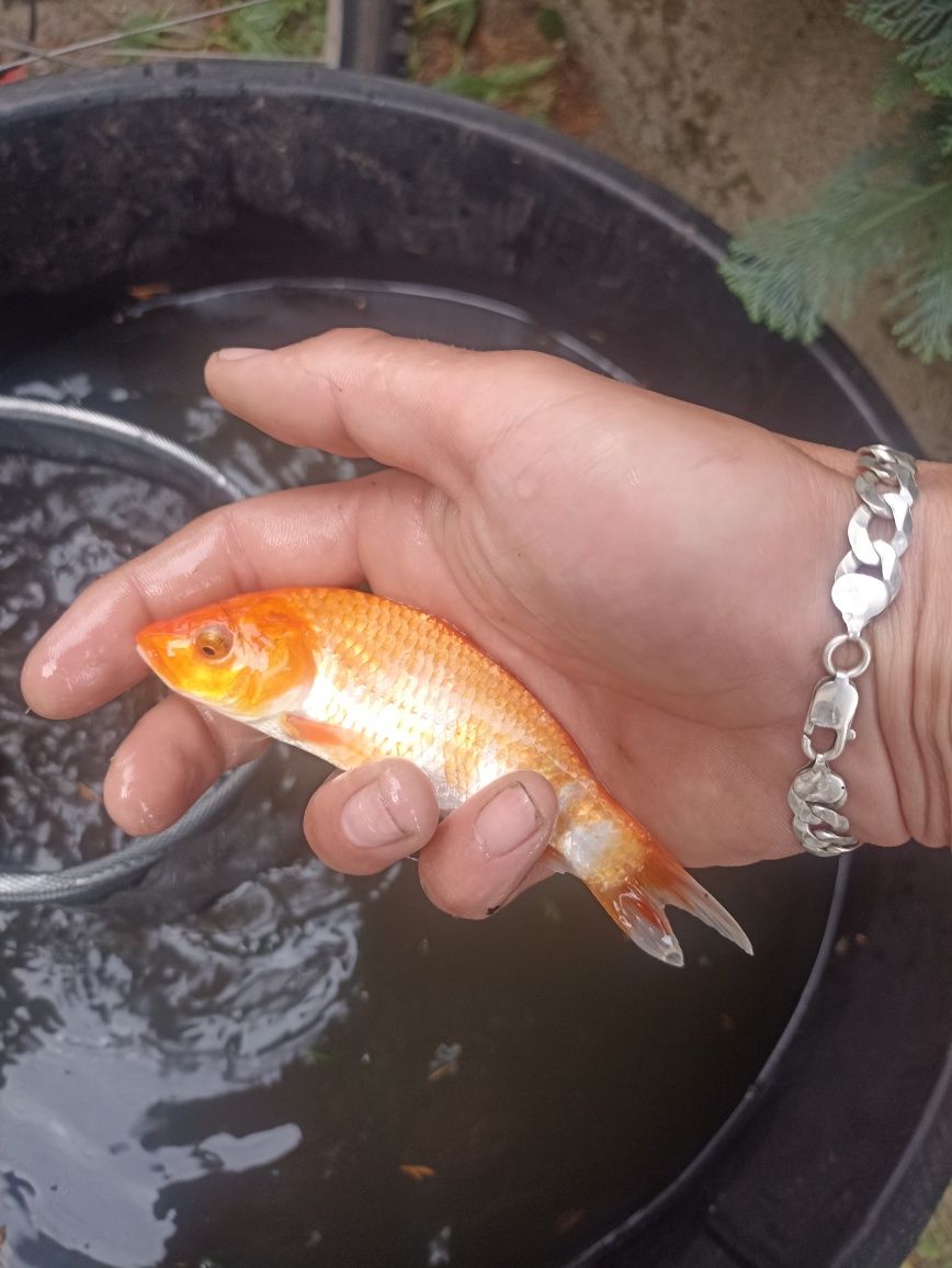 Sandacz wiosenny karp Amur Lin Jesiotr i wiele innych