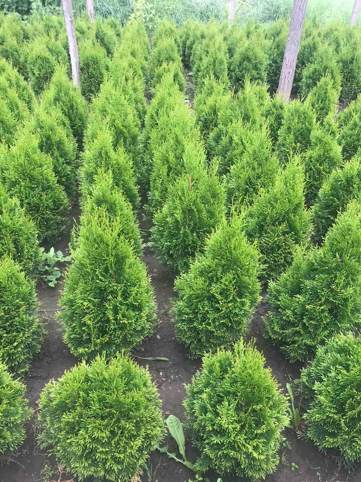 Саженці туя західна Смарагд ,Thuja occidentalis Smaragd.