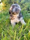 Piesek shih tzu do rezerwacji
