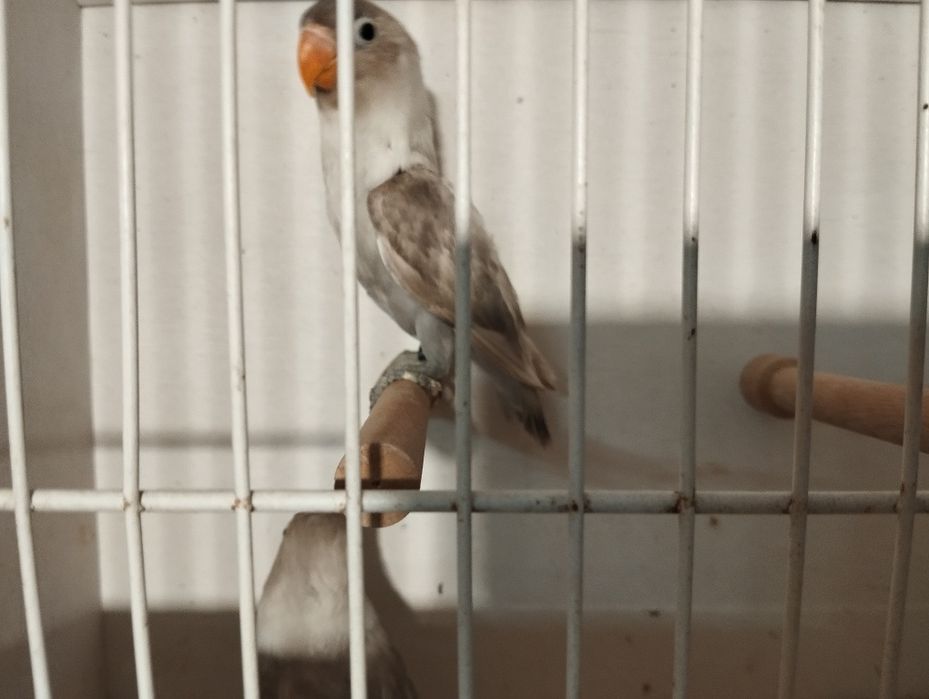 Nierozłączki czerwonoczelne 2025 r