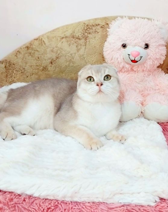 Чарівний хлопчик шотландець, блакитне золото шиншила