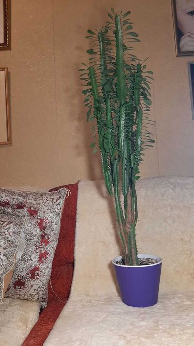 продам растение Эуфорбия Тригона