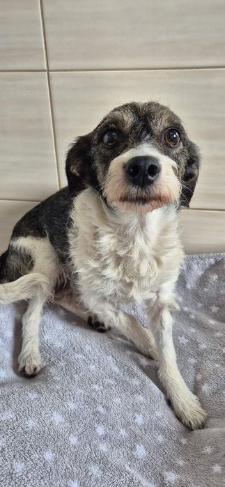 Mała suczka około 6 lat