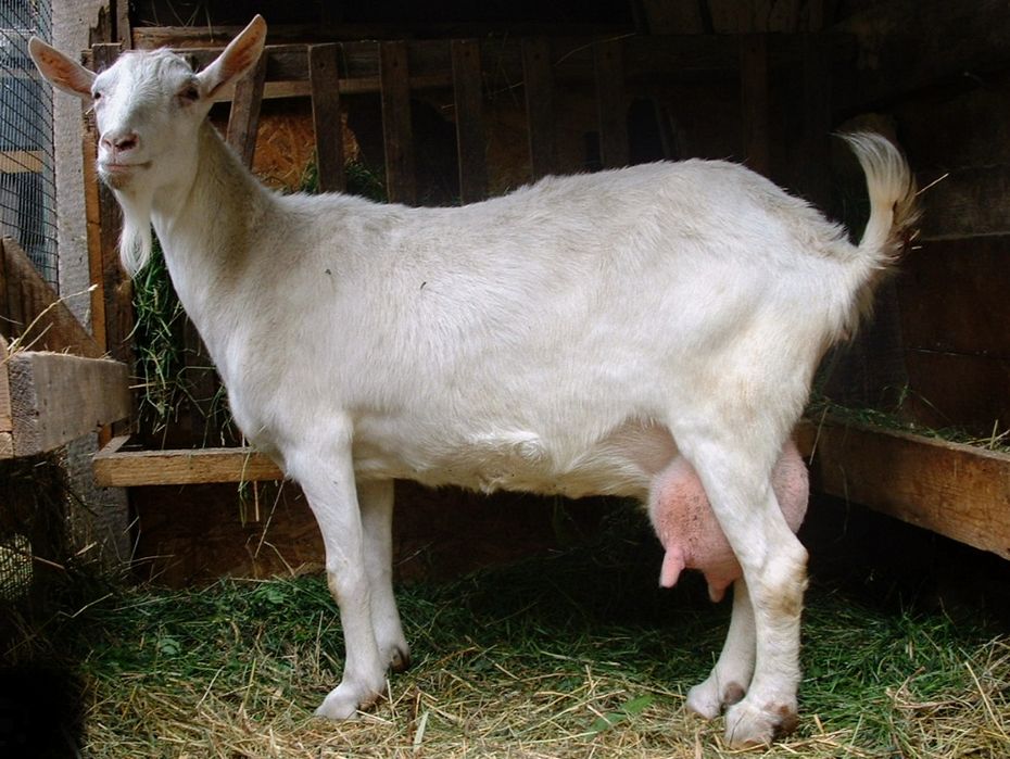 Кози Полтавськоі породи