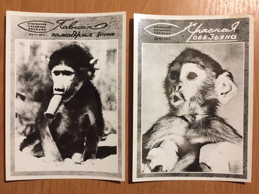 Фото открытки из Сухумского обезьянника 1983 год