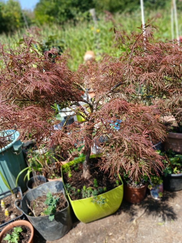 Planta grande em belo vaso, Planta Bordo Japonês, ou Acer Plamatun