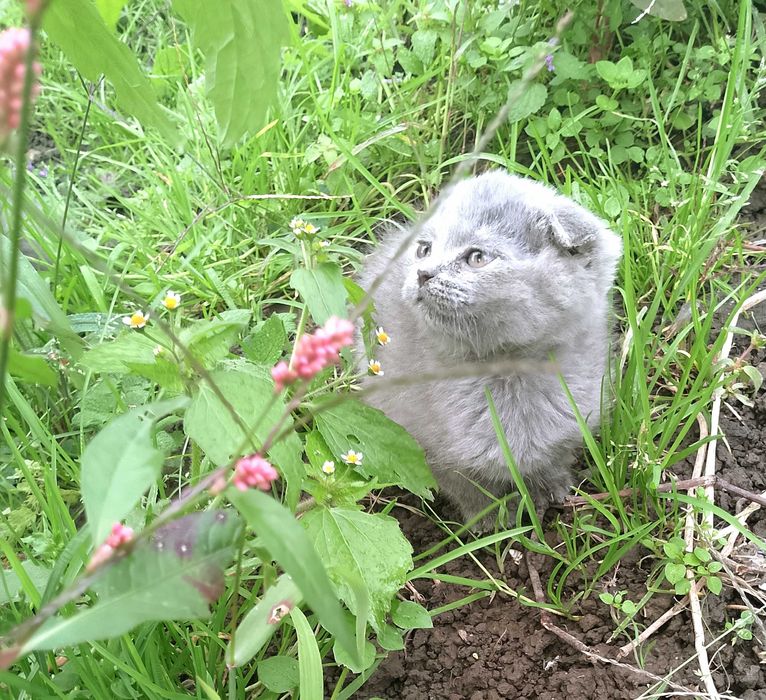 Шотландські котятка в добрі руки