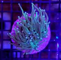 Euphyllia Glabrescens - Ultra Green, morskie, Koralowiec, lps