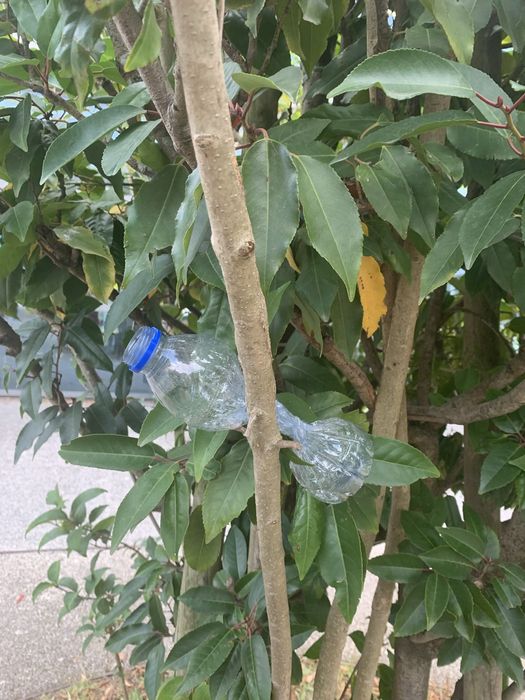 Garrafa de agua amassada numa arvore