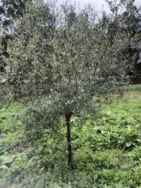 Oliveiras para fruto ou para desenhos para jardim